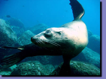 An image of a sealion underwater