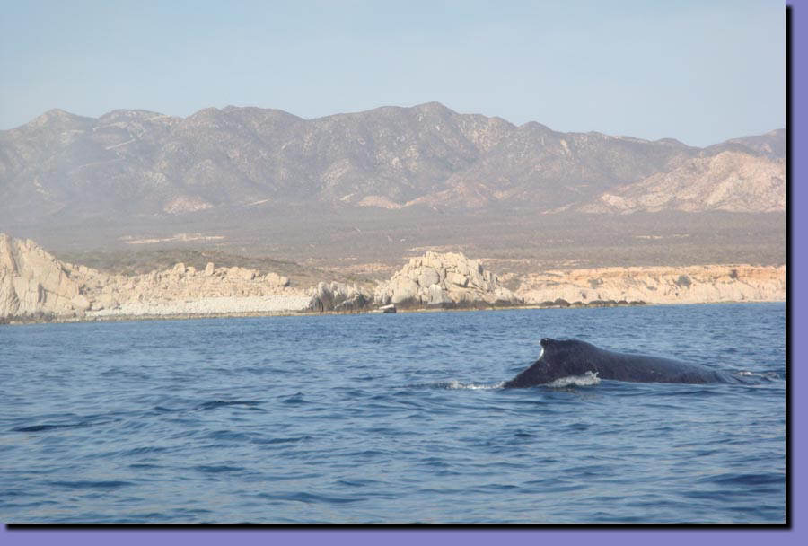 image of a whale
